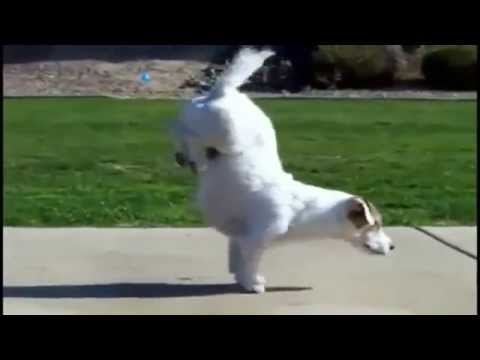 funny dog - smartest dog world winner champions cute baby cat