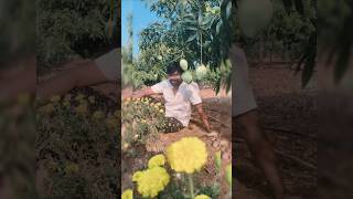 My Form house Mangos .....