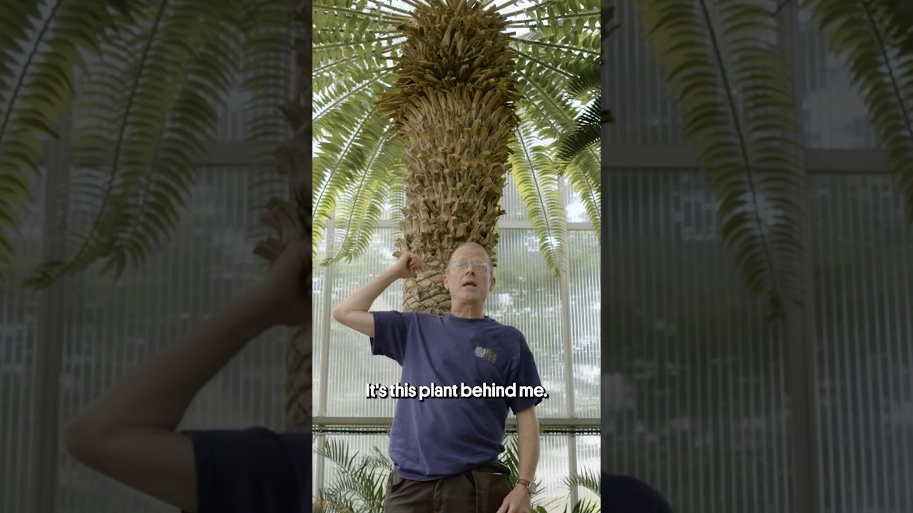 Это самое одинокое дерево в мире 🥲🌴