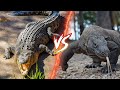 معركة تنين كومودو ضد التمساح من سوف يفوز 
