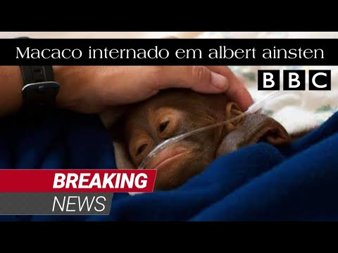 Macaco internado em Albert Ainsten - YouTube