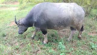 Asea Samaru Komaga Buffalo Big Cute Os Playing Mud Do Funny Videos