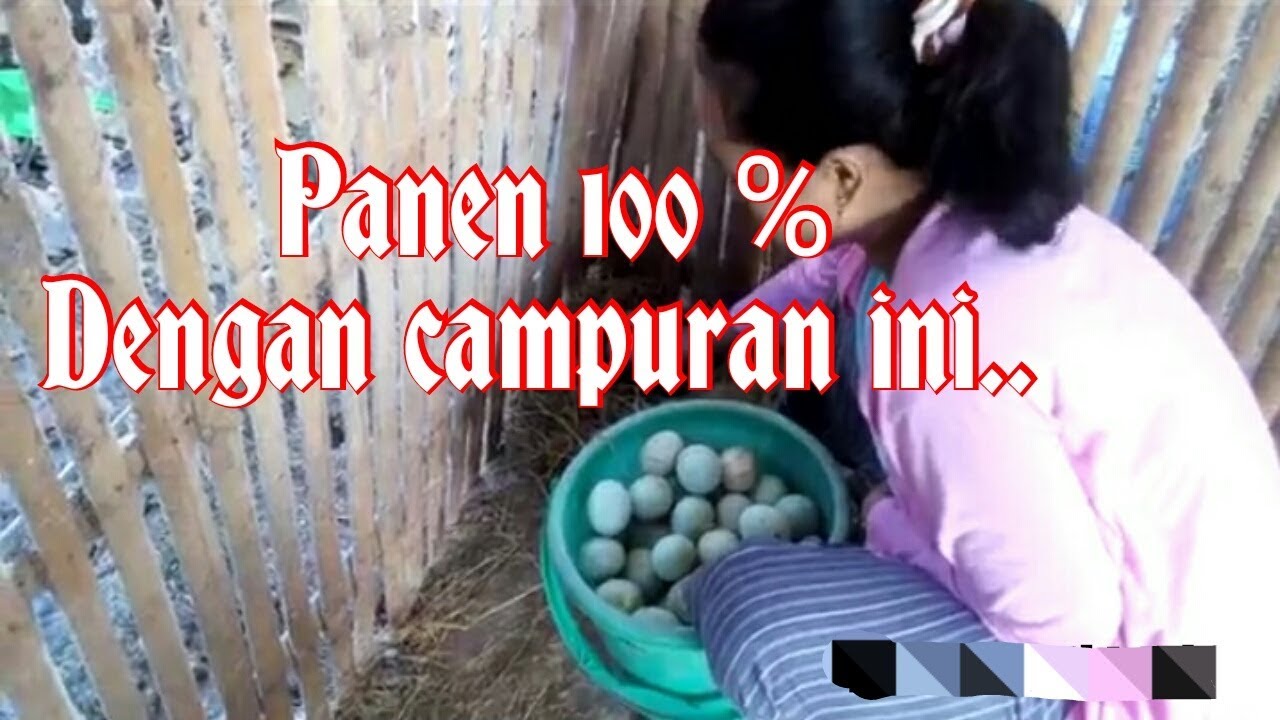 USAHA MENAMBAH GAJI DENGAN TERNAK ITIK DI BELAKANG RUMAH. 