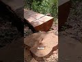 Lo que NO se ve detrás de talar un árbol gigante