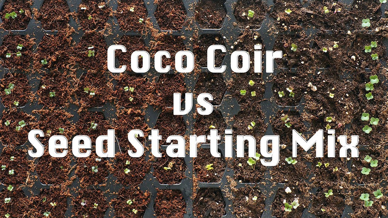 Coco Coir Seed Starter Coco Coir vs Seed Starting Mix - YouTube