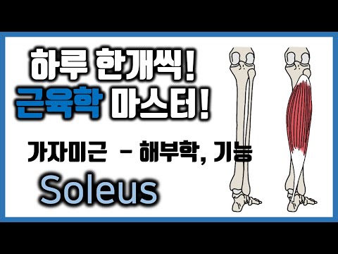 [힐링무브 근육학] 7-5-[1]. 가자미근(soleus) 의 해부학 과 촉진방법 | healingmove