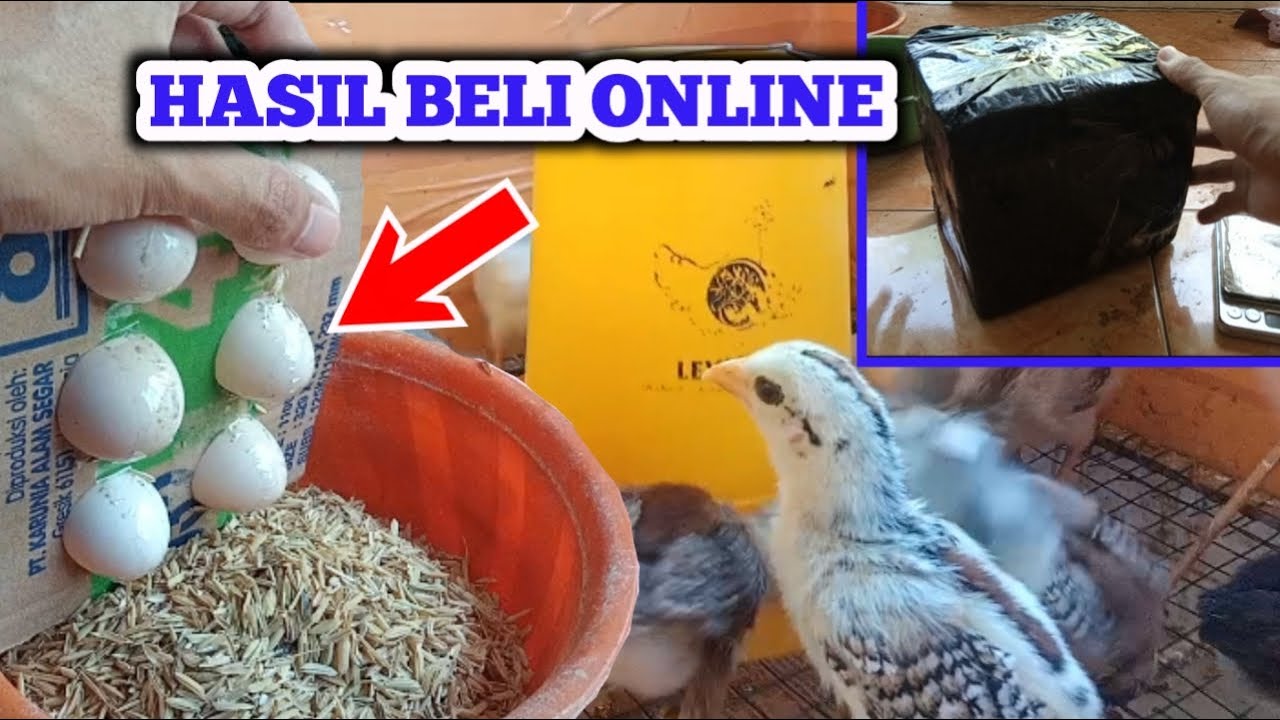 INILAH YANG TERJADI KALAU BELI TELUR AYAM ONLINE