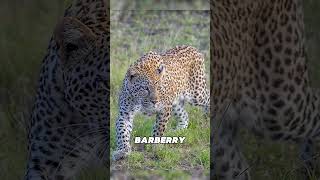 The Reason Behind The Extinction Of The Barbary Leopard