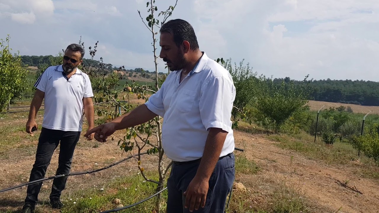 ARMUT AĞACI GÜBRELEME 0553 313 83 84