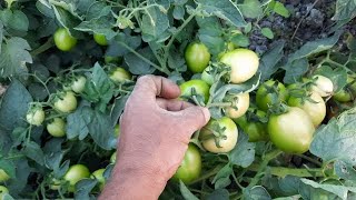 تعلم زراعة الطماطم ومتى تصوم عن المياه ولماذا l حلقة 28