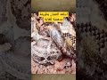 عندما قرر الثعبان ابتلاع جسـد شخص بالكامل Shorts