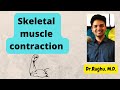 Skeletal Muscle Contraction Quiz