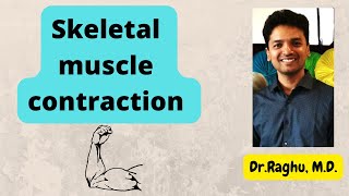 Molecular basis of skeletal muscle contraction | Sliding filament theory | Cross bridge theory