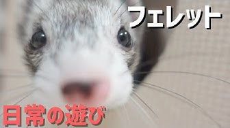 フェレット飼い方 Youtube