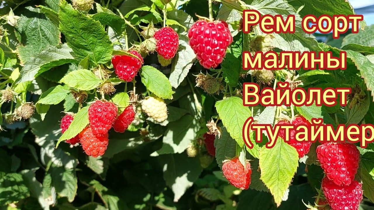 Плодоношение рем сорта малины Вайолет