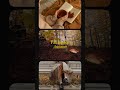 Fall Recap Mobile Video in Yellow Retro Cinematic Style #sunrisemagic  #biggbosscontestant #nature