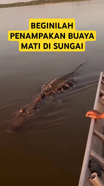 BUAYA BESAR MATI DI SUNGAI BIKIN KAGET #shorts #buaya #prank