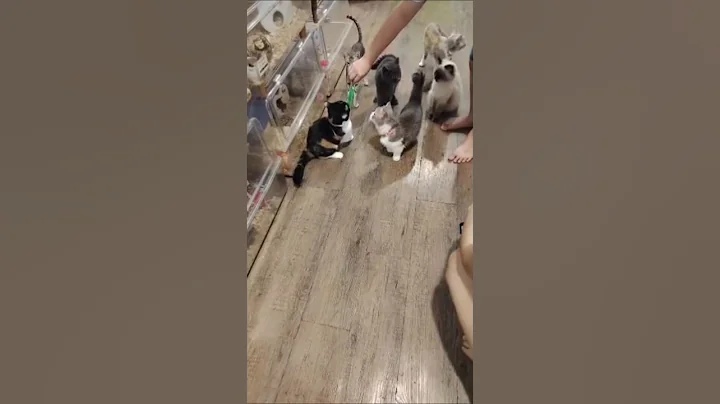 Video 11042491: cat pets kitten love, cat kitten cute pets, cat kitten pets funny, happy funny pet cats, cats cute little kitten