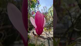 Manolya Çiçeği #keşfet #flowers #nature #love #garden #papatya #doğa