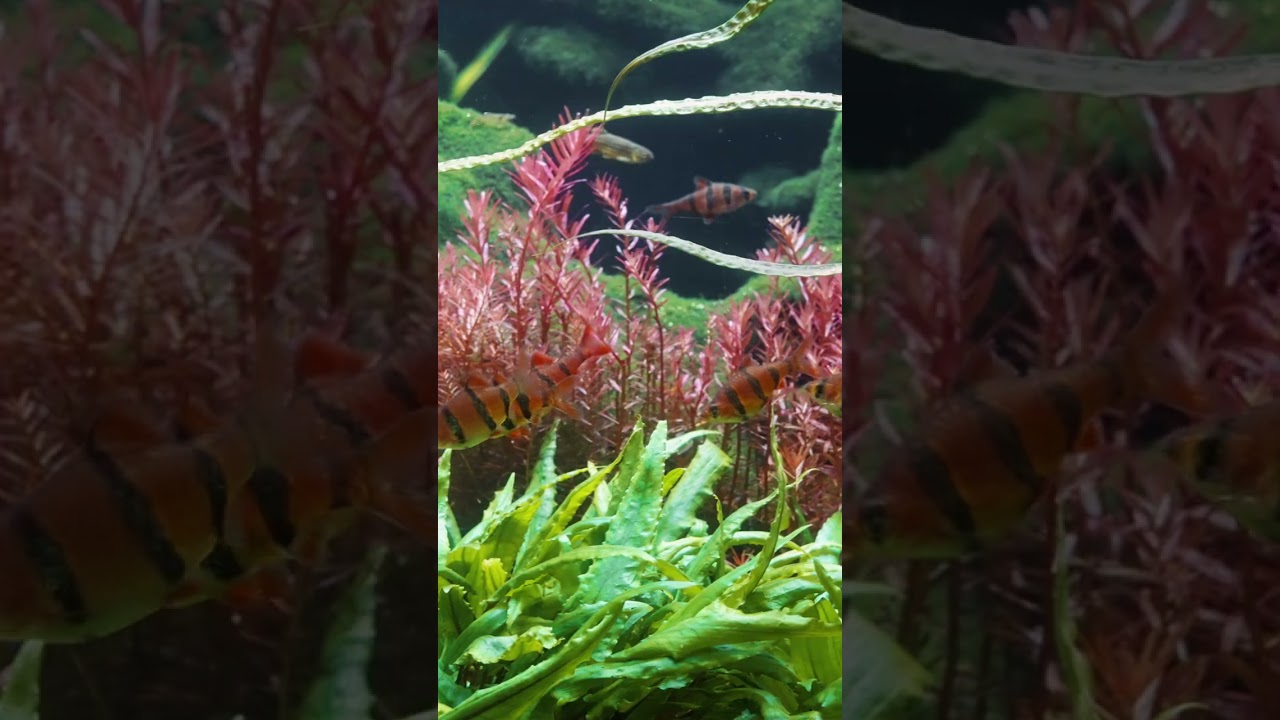 Red Striped Rush – Fiveband Barbs in Flow