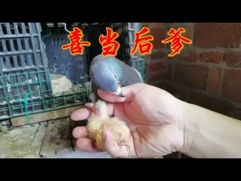 鸽子孵蛋失败，农村小伙拿别窝的给它们带，还好认不出来