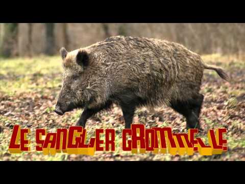 quel est animal qui grommelle