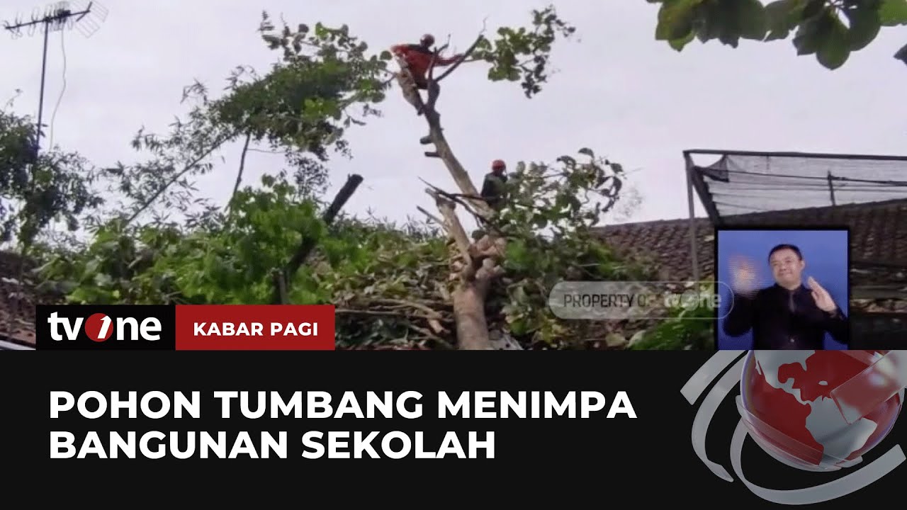 Tragedi Pohon Tumbang: Ancaman Tersembunyi di Balik Kesejukan Kota