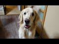 【可愛いだけじゃない!】大型犬を安易に飼ってはいけない理由