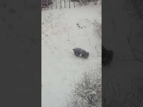 Вот такая весна