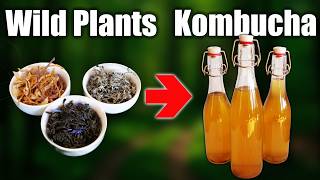 Can Kombucha Grow on Foraged Tea?