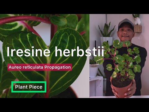 Iresine herbstii | HOW TO PROPAGATE IRESINE? | PlantPiece Ep.05
