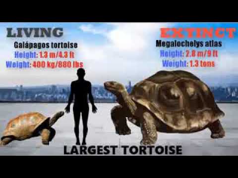 Size Comparison ~ Living VS Extinct Animals !!! - YouTube