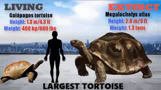 Size Comparison ~ Living VS Extinct Animals !!!
