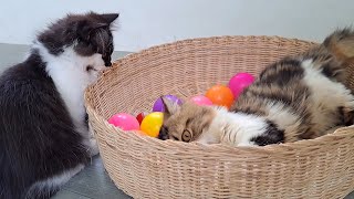 Kitten Miko is taking over kitten Gugu's favorite spot | day 102