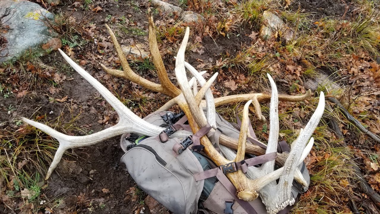 Best day for ELK SHEDS part 1 YouTube