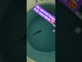 Guppy Fish gave Birth🐟 #dance