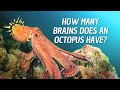 Reasons Why Octopus are Smart 🐙 How Many Brains Does an Octopus Have?