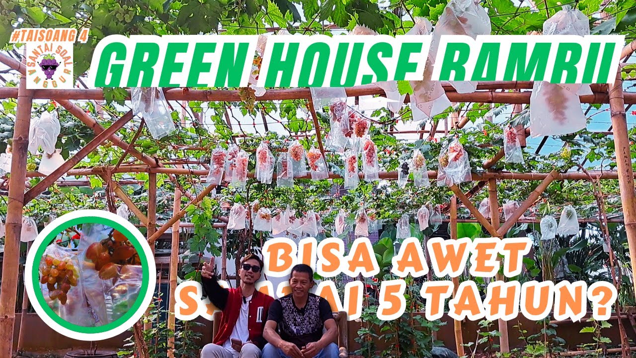 [SANTAI SOAL ANGGUR] #4 LEBIH MURAH! BAGAIMANA CARANYA GREEN HOUSE ANGGUR DARI BAMBU BISA AWET?