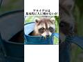 【アライグマ】の面白い雑学 #shorts #アライグマ #雑学