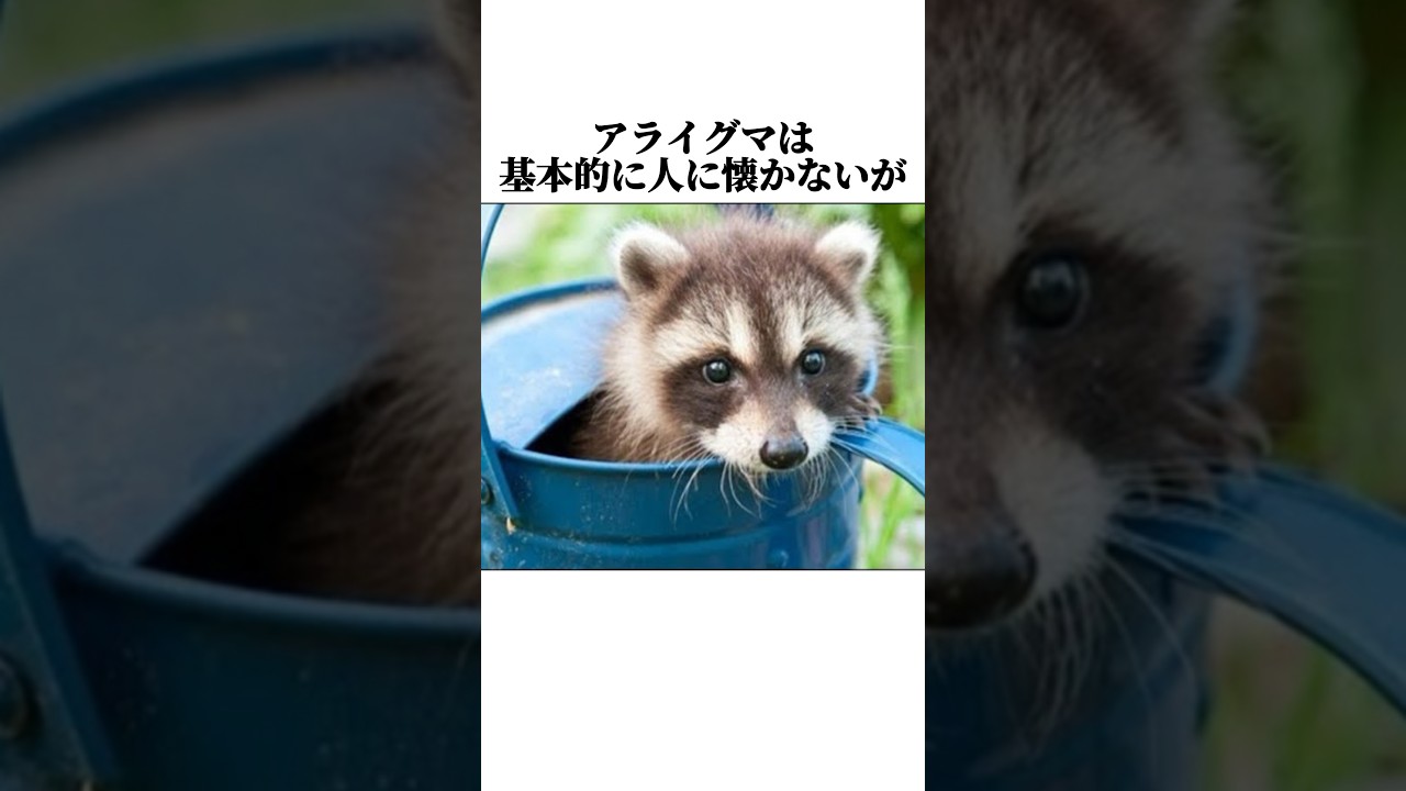 【アライグマ】の面白い雑学 #shorts #アライグマ #雑学