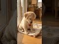 Golden retriever puppy chose a little gift from mom#shorts #goldenretriever #puppy #dogshorts