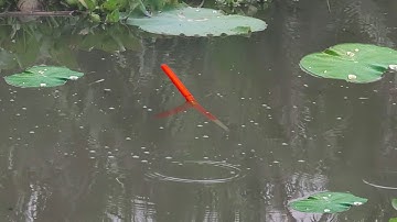 Câu Trúng Bầy Cá Rô Phi Cối Xì Tim Kéo Nghiêng Phao Dưới Ruộng Sen