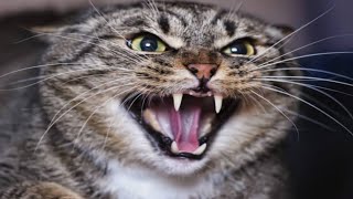 Billi Ki Awaaz Meow Meow | Cat Sounds Angry | Cats Meowing Video | बिल्ली की आवाज