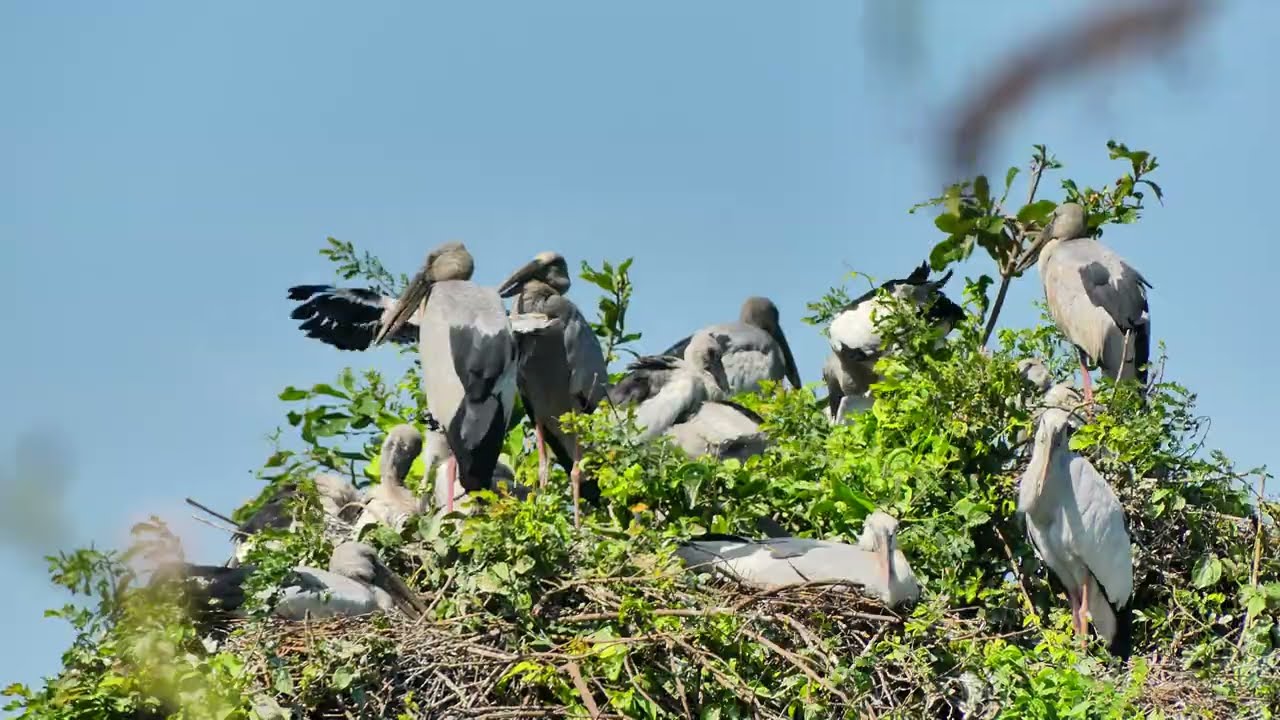 Bird Documentary ! Exploring Bird Life in the Flooded Forest P40