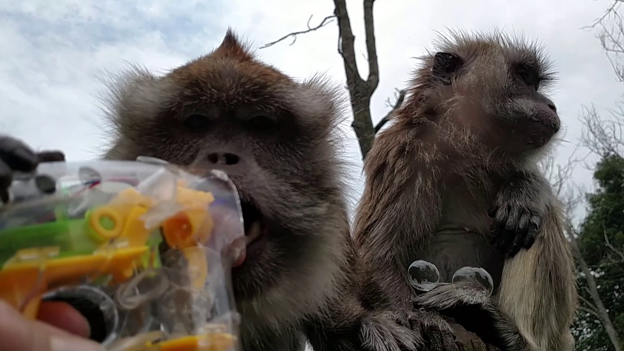 Java Macaque Monkeys Love Bubbles YouTube