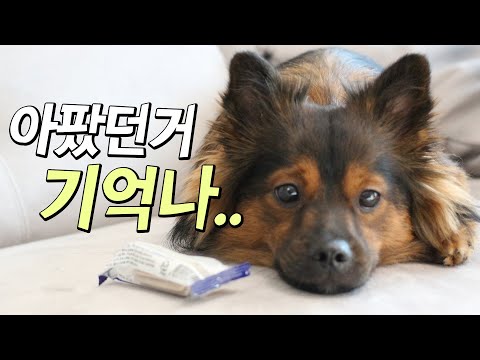 강아지가 수술 후 트라우마가 남았나봐요..