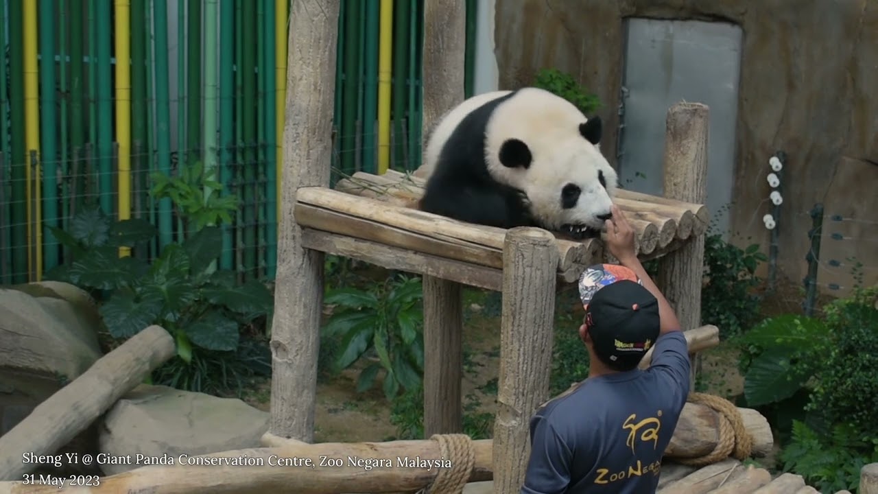 Giant Panda Sheng Yi 大熊猫升谊 @ Giant Panda Conservation Centre, Zoo Negara Malaysia (31 May 2023)