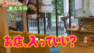 奈良公園　自動ドアを突破する鹿ちゃんと店員さんのかけ引き、一部始終   Nara Deer opens restaurant door and tries to enter!