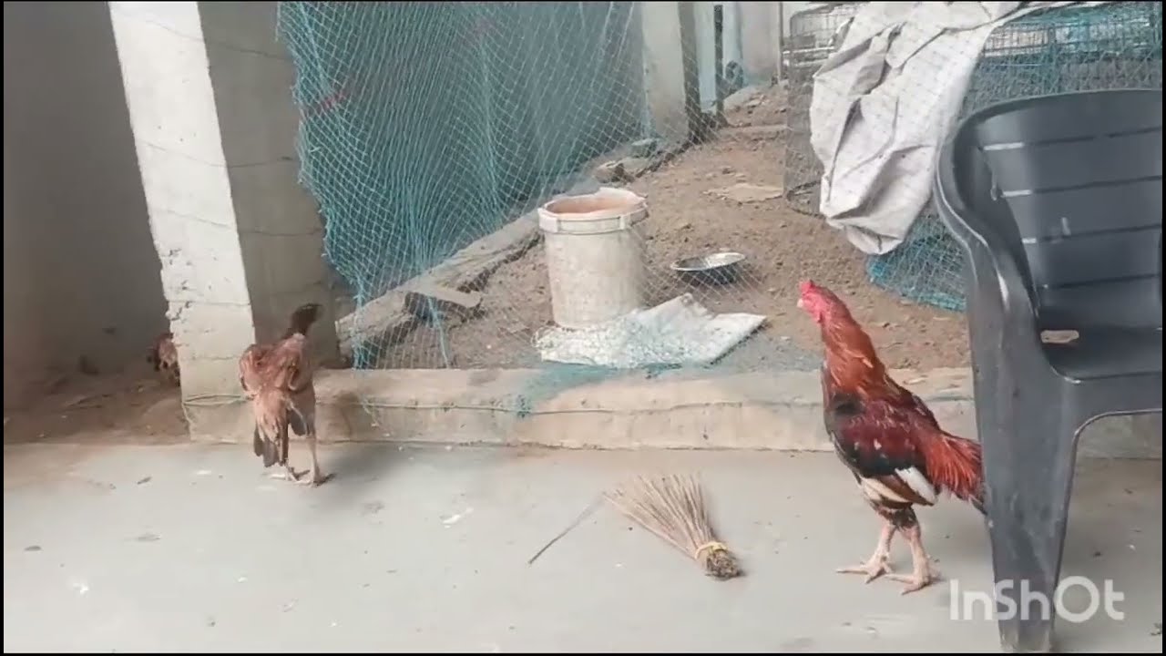 the great Indian Assiel rooster reja and Tikara breeds farming and natural farming