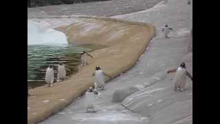 Penguins at Edinburgh Zoo